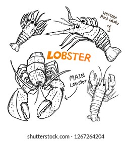 Fresh Western Rock Lobster And Main  Lobster