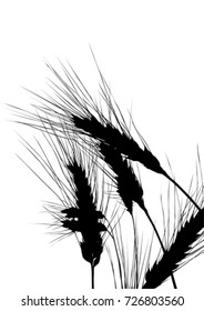 Fresh wheat in countryside on white background