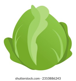 Fresh white cabbage head isolated, nutrition and vegetables concept