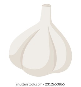 Fresh white garlic head isolated, cooking and diet concept