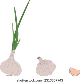 Frischer weißer Knoblauch einzeln, Koch- und Diätkonzept