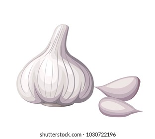 Fresh white garlic and pieces of garlic vegetable from the garden organic food vector illustration isolated on white background web site page and mobile app design.