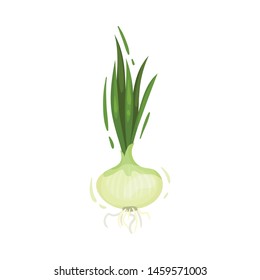 Fresh white onion. Vector illustration on white background.