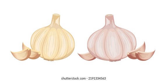 Fresh white and pink garlic whole and segment, flat style vector illustration isolated on white background