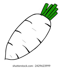 fresh white radish illustration hand drawn colored vector	