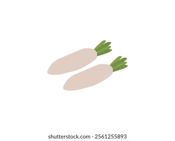 fresh white radish illustration hand drawn colored vector. white radish Ingredients for Healthy Cooking. winter vegetable.