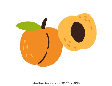 Fresh whole apricot with leaf and half piece of fruit with pit. Sweet ripe exotic food composition. Colored flat vector illustration isolated on white background