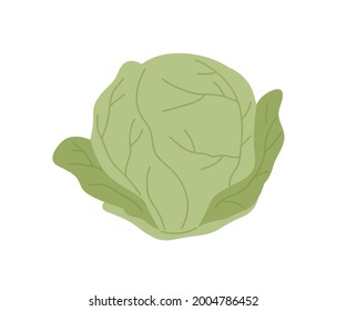 Fresh whole cabbage with green leaves. Head of raw leafy kale. Icon of natural organic vegetable. Flat vector illustration of veggie ingredient isolated on white background