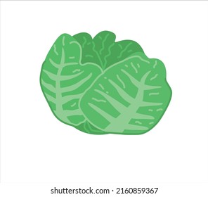 Fresh whole cabbage with green leaves. Head of raw leafy kale. Icon of natural organic vegetable. Flat vector illustration of veggie ingredient isolated on white background