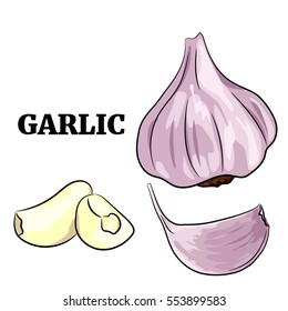 Fresh whole garlic hand drawn style. Vector illustration cartoon style. Cloves and slices garlic isolated on background .