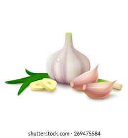 Fresh whole garlic, two cloves, slices and greens isolated on white background. Vector illustration.