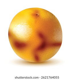 Fresh Whole Grapefruit citrus fruit 