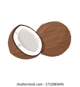 Fresh whole and a half coconut. Realistic vector illustration isolated on white background.