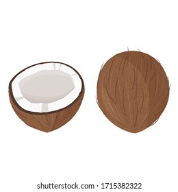 Fresh whole and a half coconut. Realistic vector illustration isolated on white background.
