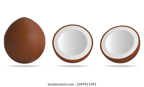 Fresh whole and a half coconut. Realistic vector illustration of coconut isolated on white background, brown coconut