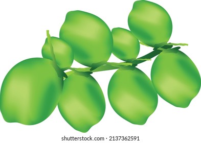 fresh whole and half coconut and slices isolated on white background,
