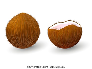 Fresh whole and a half coconut.Food label, logo for Web and Banners. Realistic vector illustration isolated on white background. Vector illustration.
