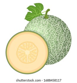 Fresh whole, half melon fruit isolated on white background. Cantaloupe melon. Summer fruits for healthy lifestyle. Organic fruit. Cartoon style. Vector illustration for any design.