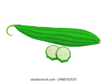 Fresh Whole Luffa Gourds in Vector Design