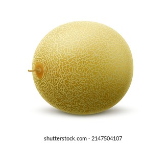 Fresh whole melon fruit isolated on white background. Honeydew melon. Summer fruits for healthy lifestyle. Advertising organic fruit. Realistic 3d Vector illustration for any design.