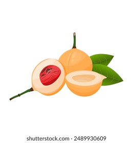 Fresh Whole Nutmegs in Vector Design