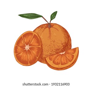 Fresh whole orange with slice and segment of fruit. Ripe juicy citrus with leaves. Hand-drawn colored vector illustration of fruity composition isolated on white background