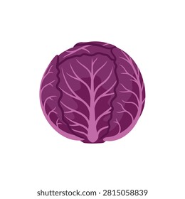 Fresh whole red cabbage vegetable vector illustration isolated on white background for healthy food