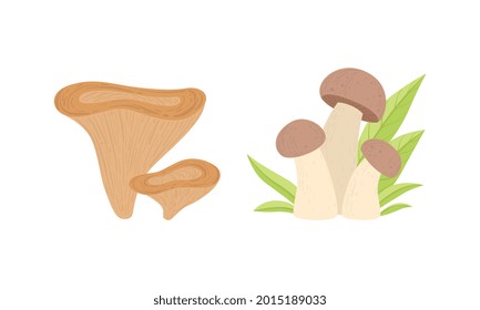 Fresh Wild Forest Edible Mushrooms Set Cartoon Vector Illustration