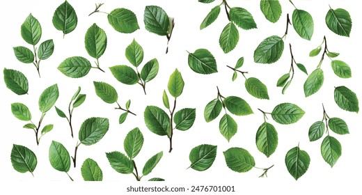 fresh willow leaf pattern isolated on white background