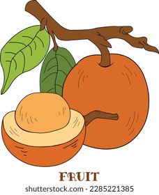 Fresh Ximenia fruit food illustration