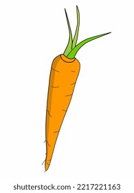 A fresh yellow carrot that is rich in vitamin A.