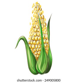 Fresh yellow corn.