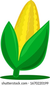 Fresh yellow corn, illustration, vector on white background.