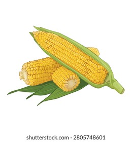 Fresh yellow corn on the cob with green husks and leaves, isolated on a white background.