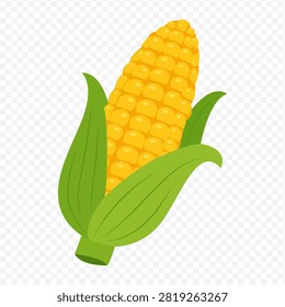 Fresh yellow corn on the cob vector graphic with green husk leaves isolated on transparent background clip art illustration