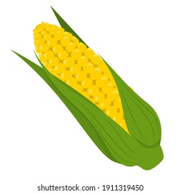 Fresh yellow corn vector isolated. Natural product, green leaf and golden seeds. Healthy vegetarian maize. Raw sweetcorn.