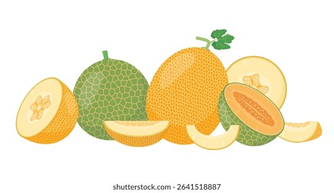 Fresh yellow and green Melon fruits and pieces. Organic melons for juice, smoothie or vitamin healthy food. Vector illustration isolated on white background.