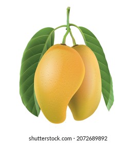 Fresh yellow mango fruit isolated on white background.illustration vector