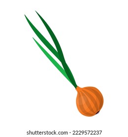 Fresh yellow onions vector. Onion whole ripe vegetable isolated on white background. Food concept