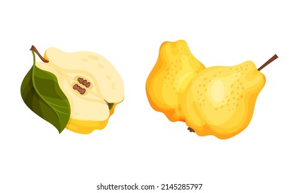 Fresh yellow quince set. Whole and cut juicy ripe fruit vector illustration