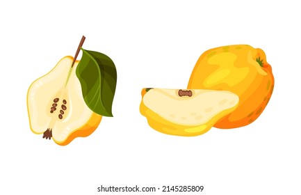 Fresh yellow quince set. Whole and cut juicy ripe organic fruit vector illustration