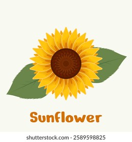 Fresh yellow sunflowers with green leaves isolated on white background. Sunflower sticker. All layered and grouped. Vector.