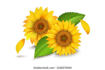 Fresh Yellow sunflowers vector illustration with green leaves isolated on white background