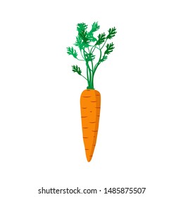 Fresh young carrot. Healthy food. Vector illustration on a white isolated background.