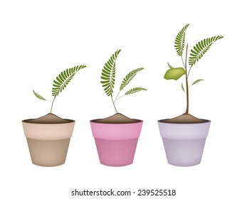 Fresh Young Garbanzo Beans or Chick Pea Pods on A Tree in Terracotta Flower Pots, Good Source of Dietary Fiber, Vitamins and Minerals. 
