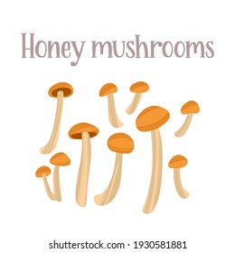 Fresh young honey mushrooms. Healthy nutrition product. Vector hand drawn flat isolated illustration with hand written lettering for your design on white background.
