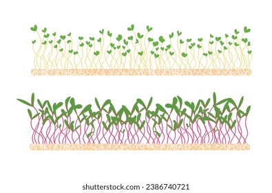 Fresh young microgreens on a linen mat. Various sprouted grains beets, radishes, broccoli, amaranth, peas, corn, alfalfa, watercress, shungiku, red cabbage and young leaves, healthy food hand drawn