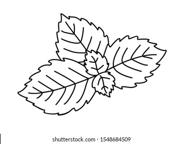 

Fresh young mint leaves - ingredient and decoration for drinks. Linear vector illustration for coloring. Outline. Hand drawing.