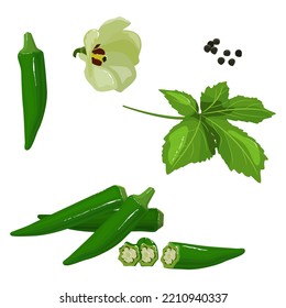 Fresh young Okra, with slice, leaf, flower and seeds isolated on white background. Vector illustration.