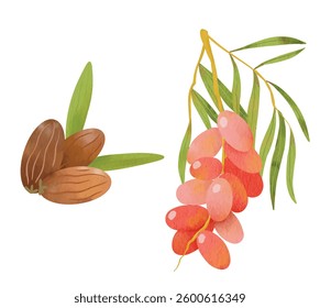 Fresh Young Red Dates Palm Fruit Branch for Ramadan or Middle East Decoration